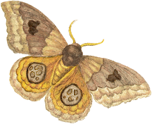 Io Moth